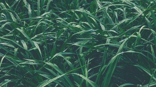 青青青草国产免费 第2张 青青青草国产免费 第2张