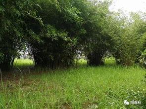 青青青草国产免费 第3张 青青青草国产免费 第3张